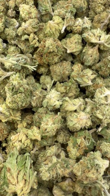 Blue Sherbs Minis - Bulk Minis- Sativa