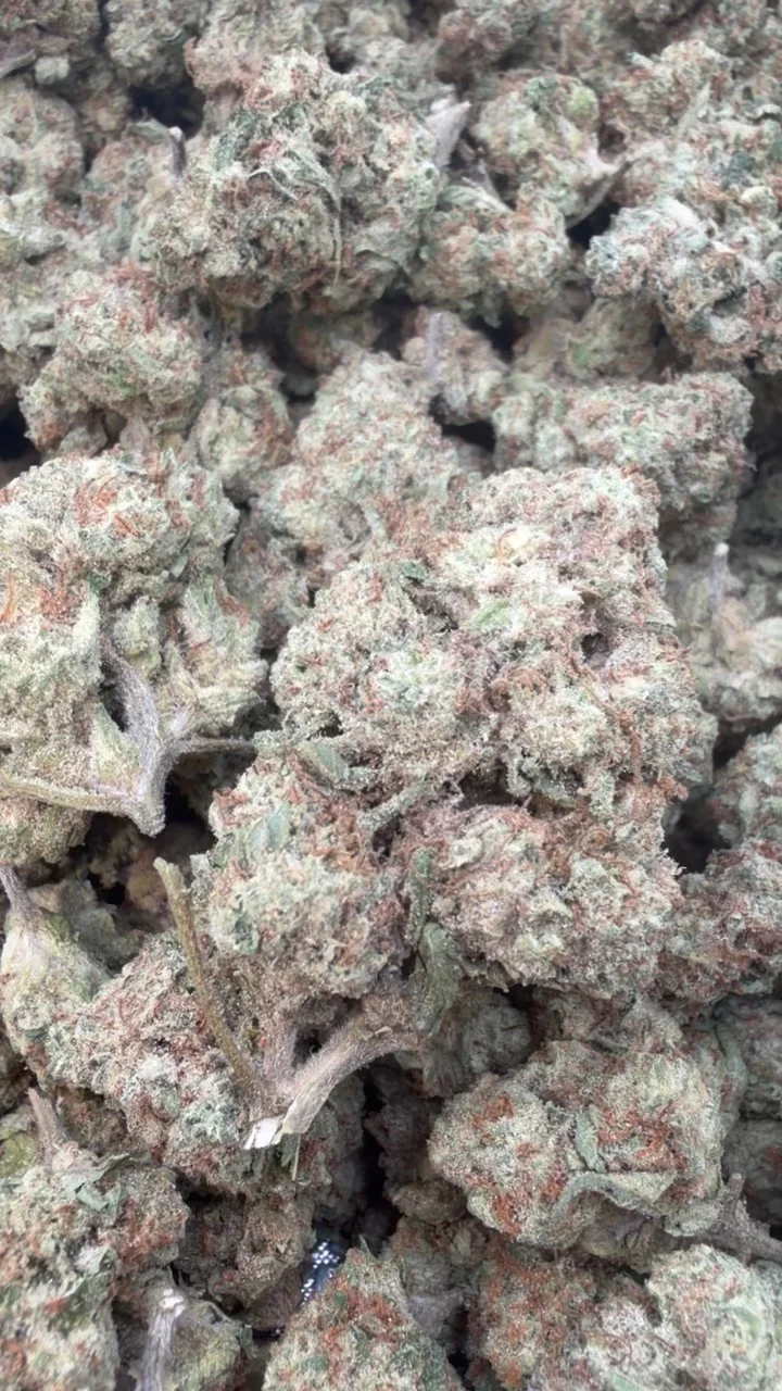 Blueberry Muffins Mediums - Bulk Mediums - Indica